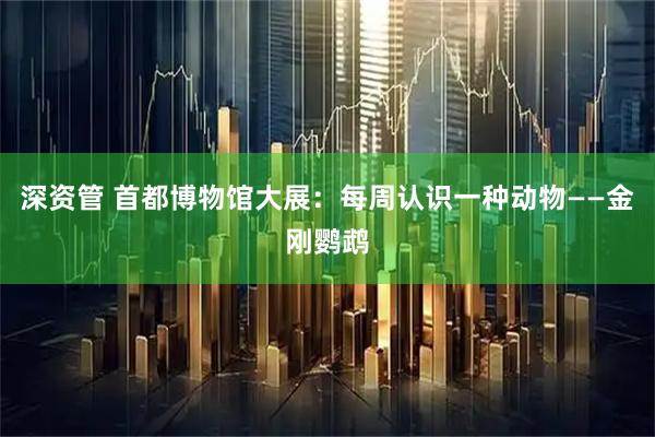 深资管 首都博物馆大展：每周认识一种动物——金刚鹦鹉